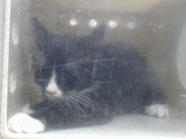 A baby small-sized male Domestic Short Hair cat named A for adoption in Moreno Valley, CA