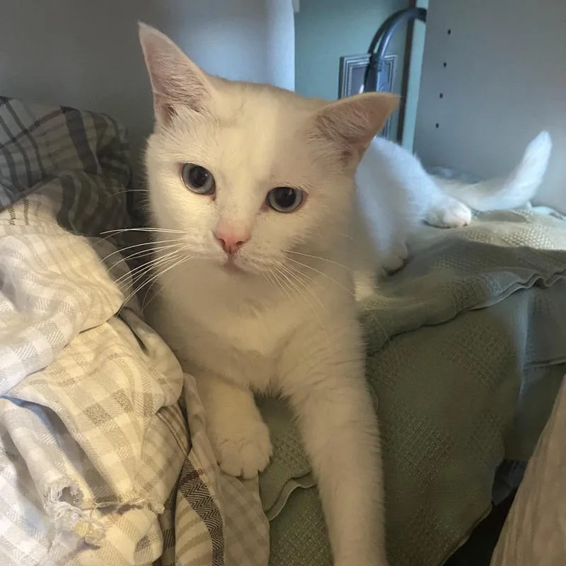 An adult large-sized female White Turkish Angora cat named Queen for adoption in Mount Vernon, IL