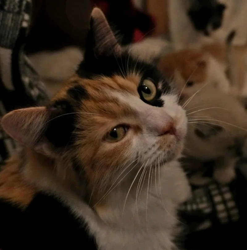 A young small-sized female Domestic Medium Hair cat named Koi for adoption in Grand Forks, ND