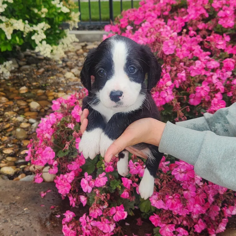 Skye