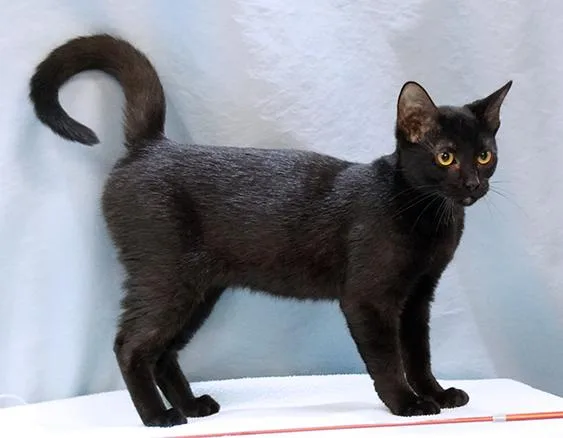 A baby medium-sized female Black Domestic Short Hair cat named Pippin for adoption in Maynardville, TN