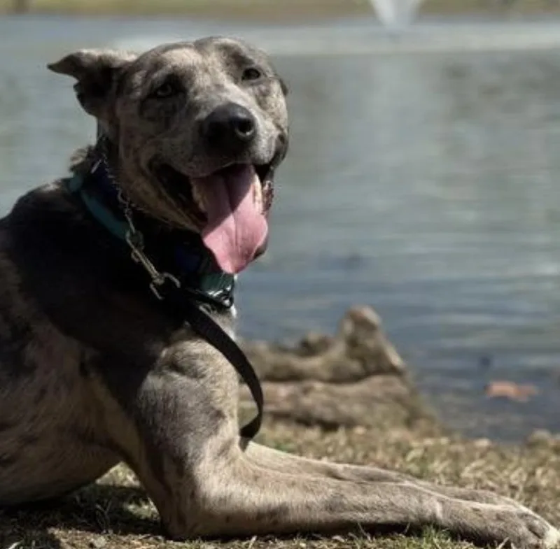 An adult large-sized male Merle (Blue) Catahoula Leopard Dog dog named Hopper for adoption in Richmond, VA
