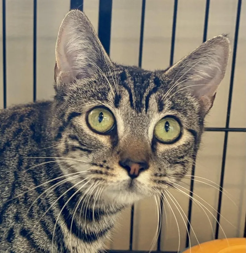 A young medium-sized female Brown / Chocolate Domestic Short Hair cat named Piper for adoption in Southbury, CT