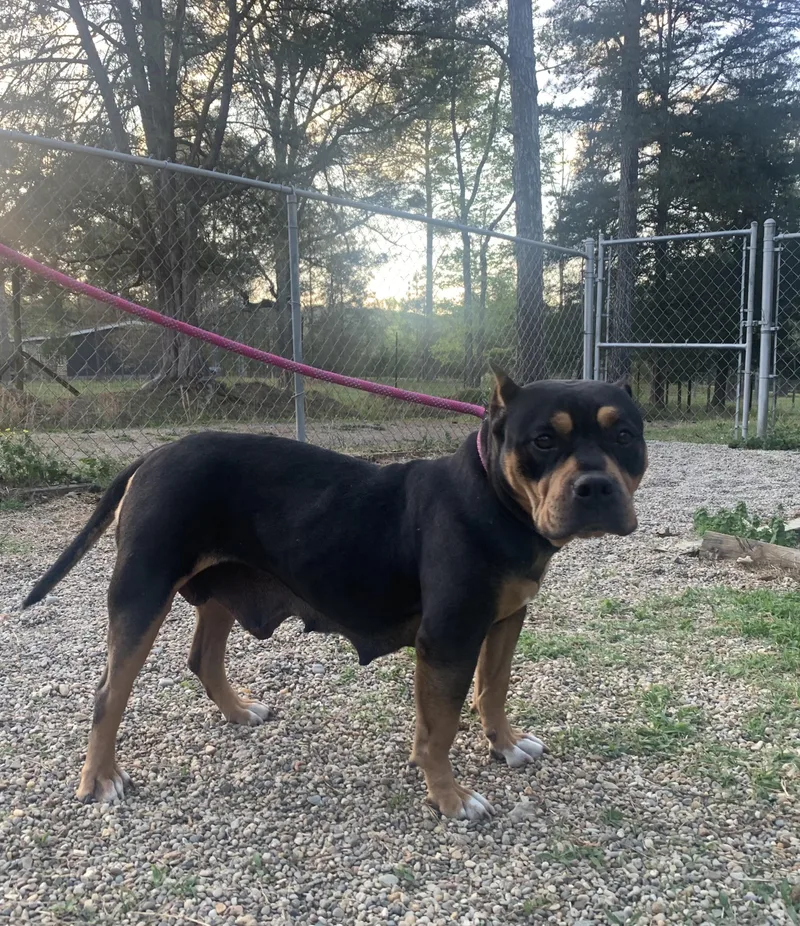 Tina Marie thumbnail 3