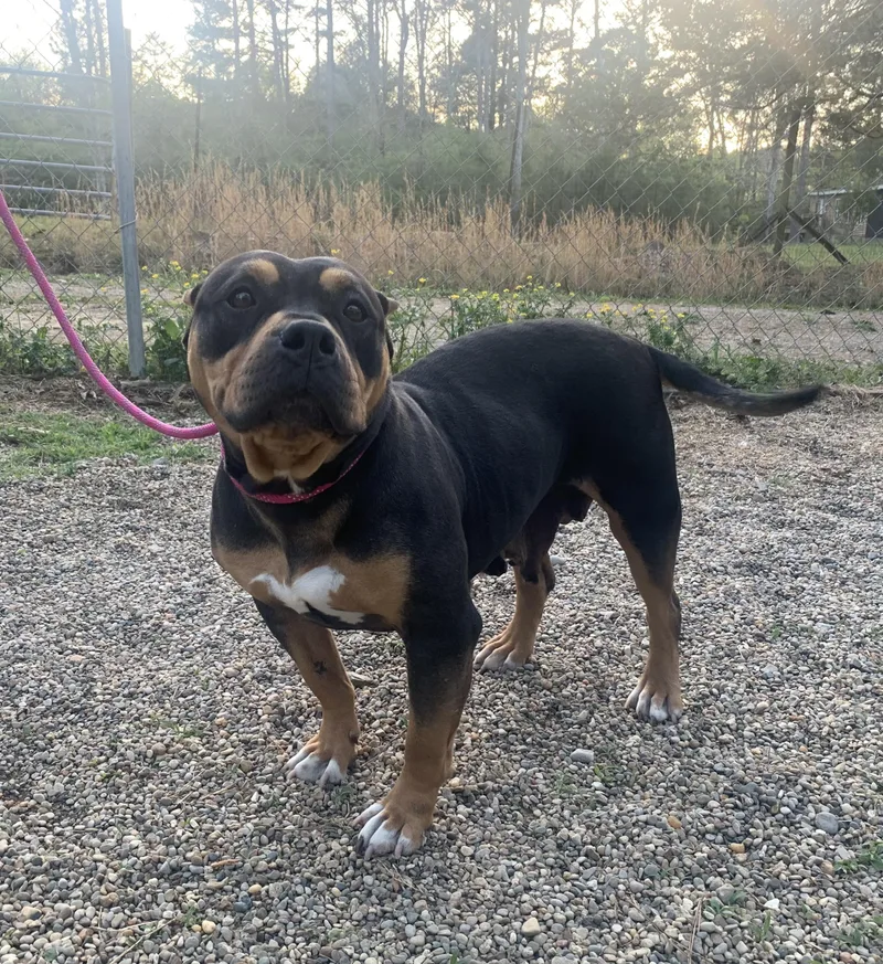An adult medium-sized female Bicolor Pit Bull Terrier dog named Tina Marie for adoption in Naperville, IL