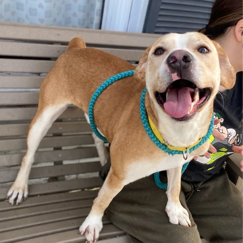 Dill Pickle thumbnail 2