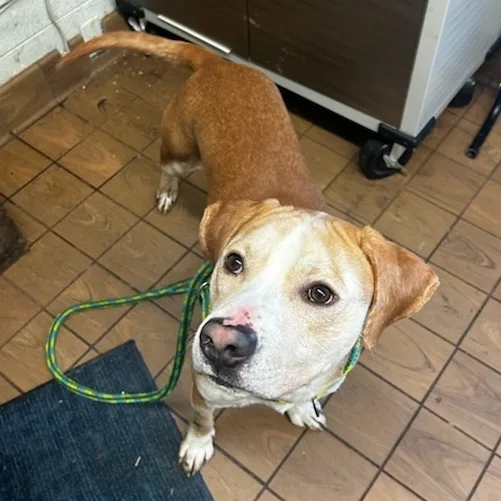 Dill Pickle thumbnail 4