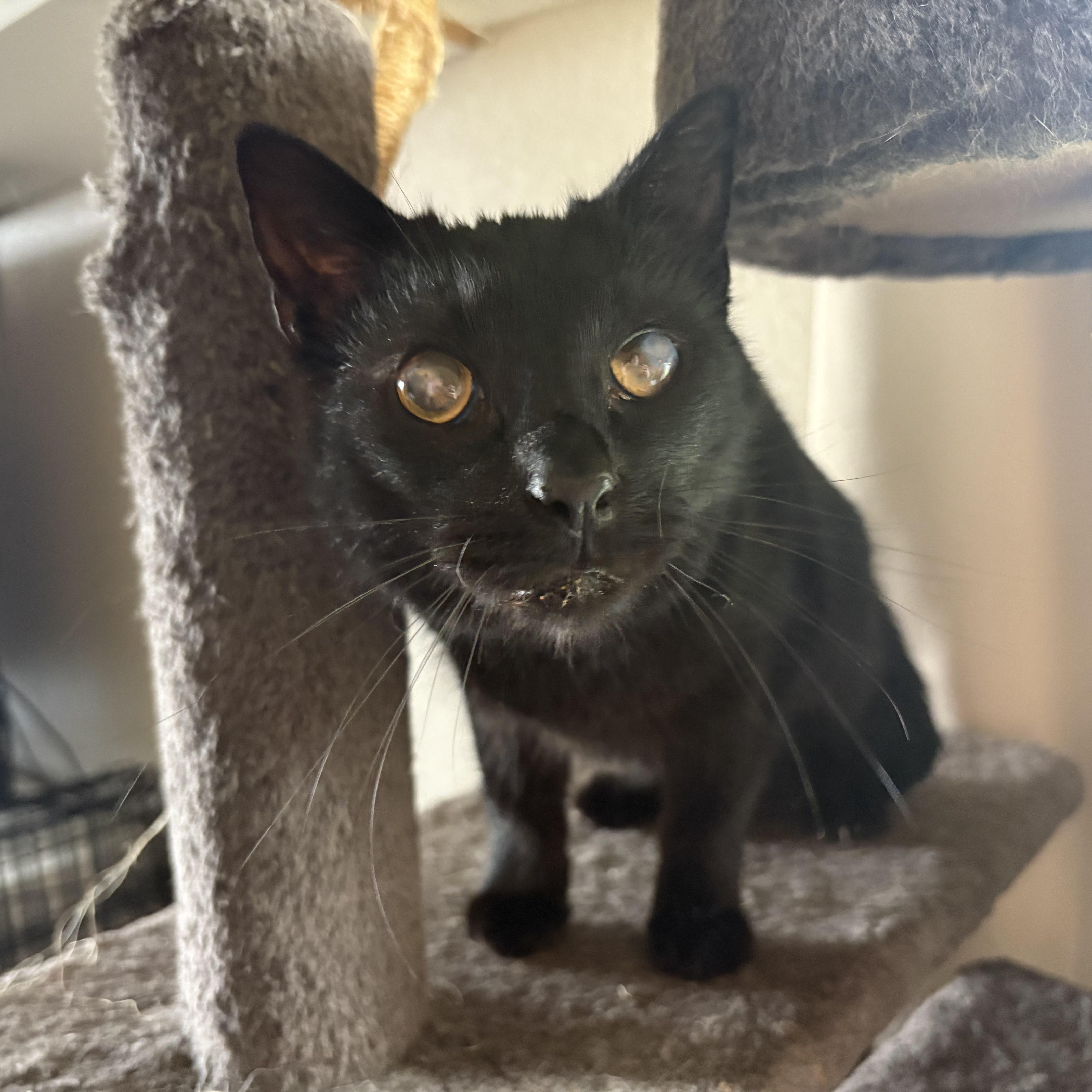 An adult large-sized male Black Domestic Short Hair cat named Max for adoption in Colcord, OK