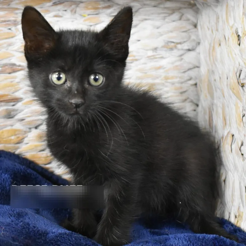 A baby small-sized male Black Domestic Medium Hair cat named Womble for adoption in Branford, CT
