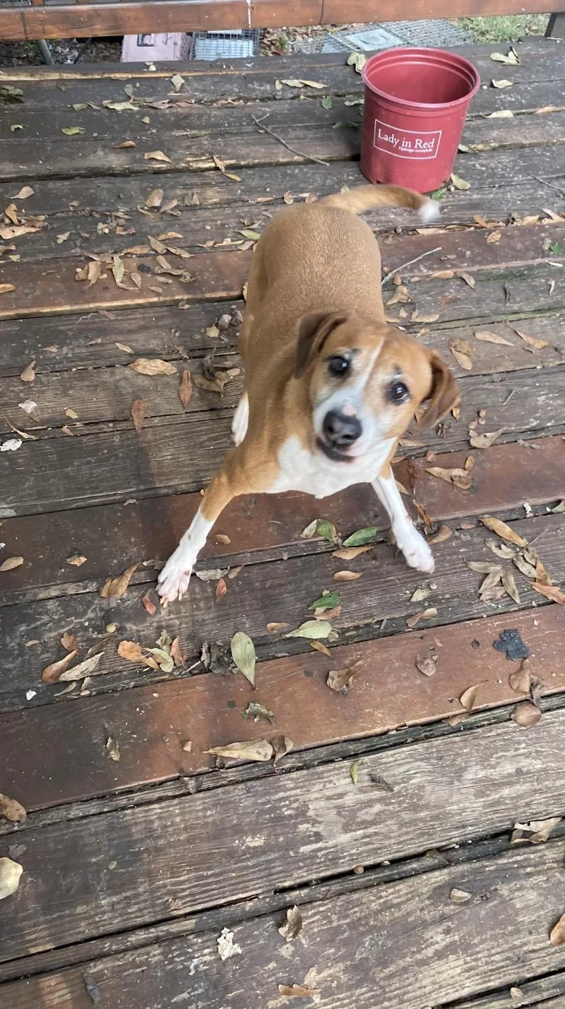 A senior medium-sized female Tricolor (Brown, Black, & White) Beagle dog named Delilah for adoption in Northport, AL