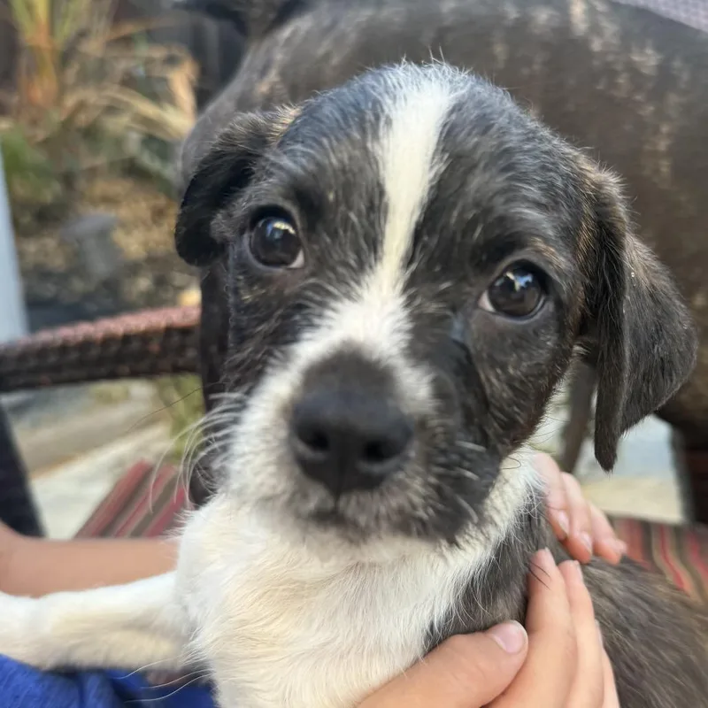 A baby medium-sized male Brindle Boston Terrier dog named Michael for adoption in San Mateo, CA
