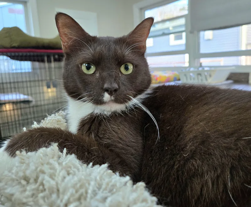 An adult medium-sized male Brown / Chocolate Domestic Short Hair cat named Malcolm for adoption in Hamilton, NJ