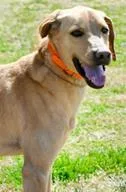 An adult medium-sized male Mixed Breed dog named Kian for adoption in Cincinnati, OH