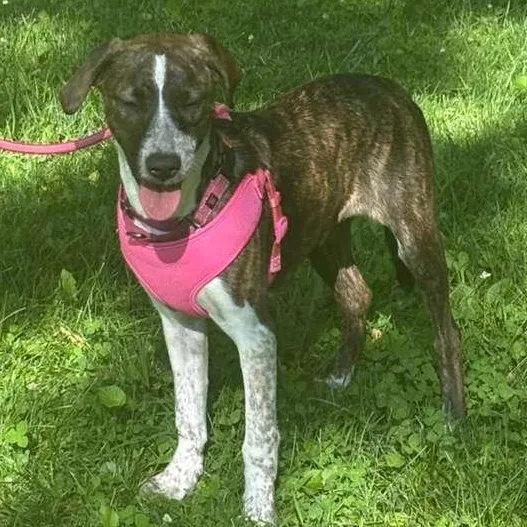 A young medium-sized female Catahoula Leopard Dog dog named Jaybird for adoption in Houston, TX