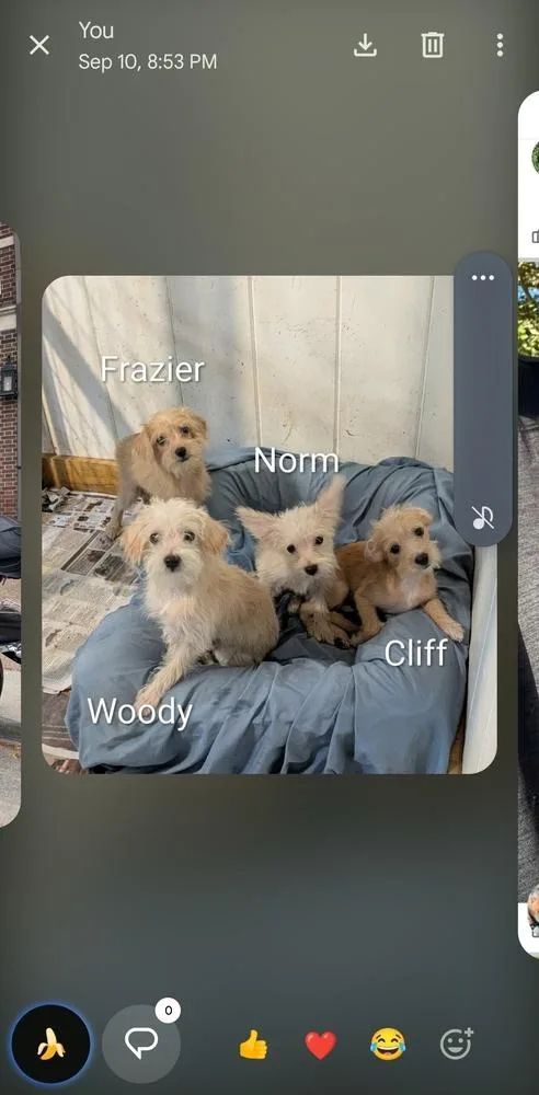 A baby small-sized male Wheaten Terrier dog named Woody for adoption in Plymouth, MI