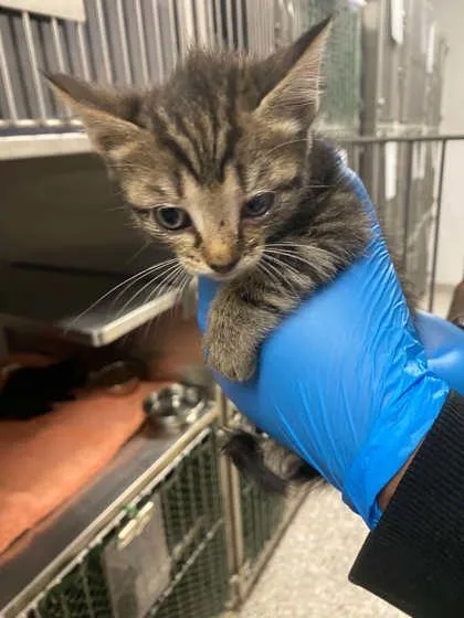A baby small-sized female Domestic Short Hair cat named Burgundy Band for adoption in Gastonia, NC
