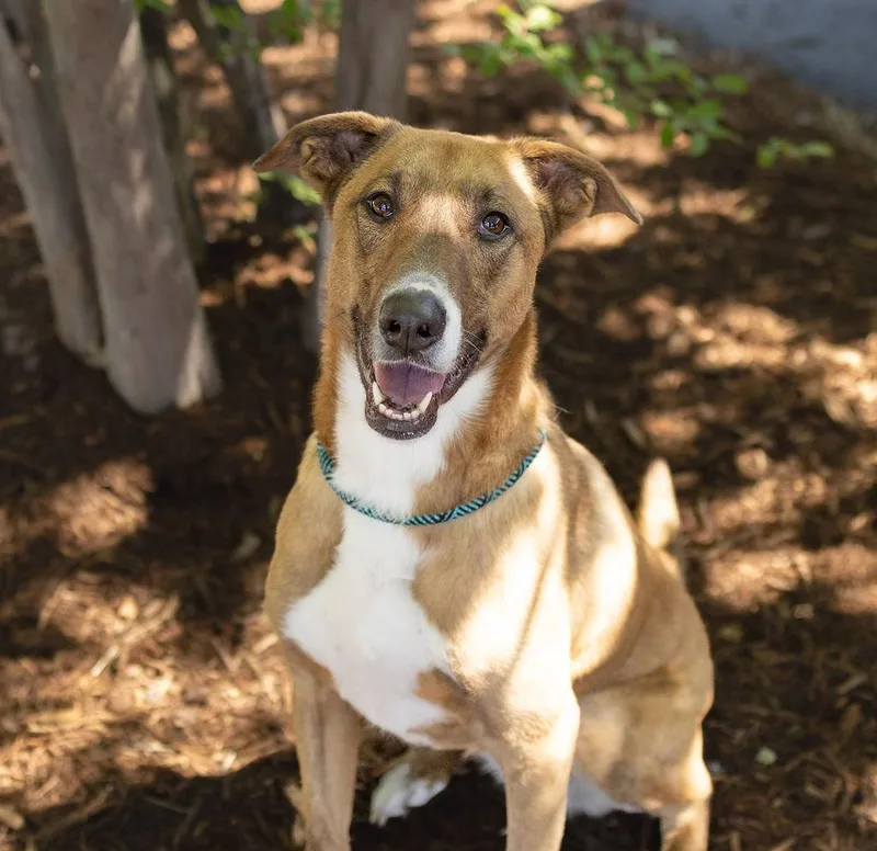 An adult small-sized female Mixed Breed dog named Tilda for adoption in Durham, NC