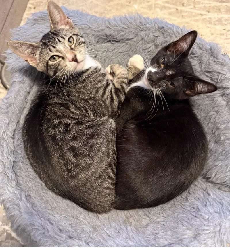 A baby medium-sized female Domestic Short Hair cat named Peony and Magnolia for adoption in Brooklyn, NY