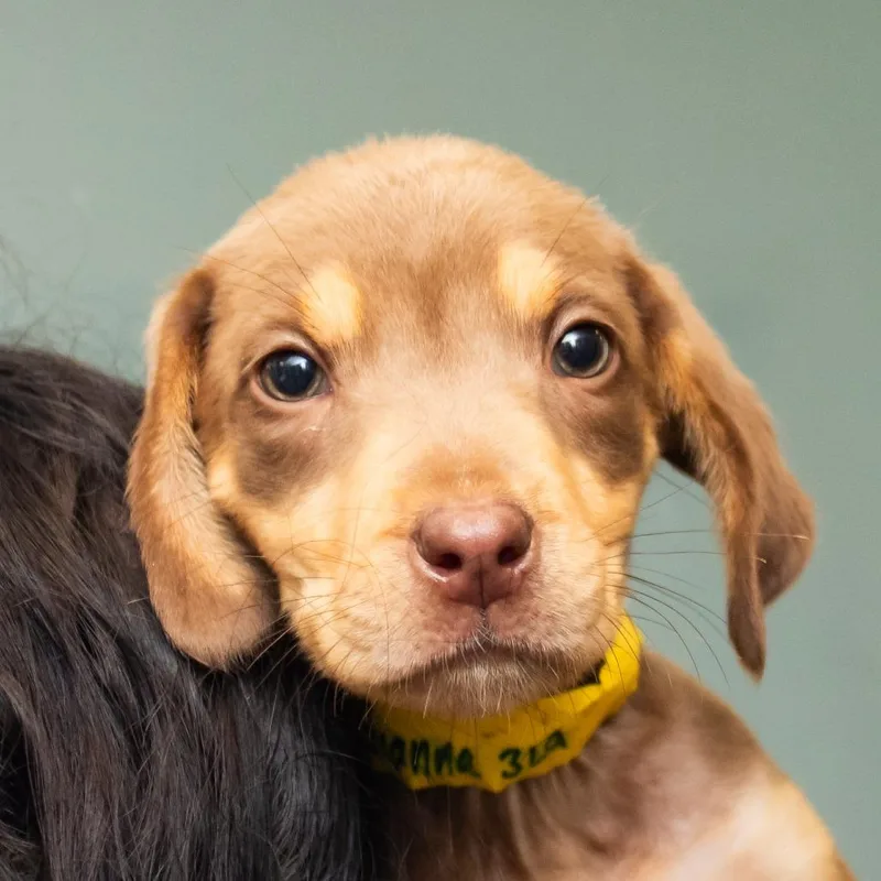 A baby small-sized female Brown / Chocolate Mixed Breed dog named Gianna for adoption in Middletown, RI