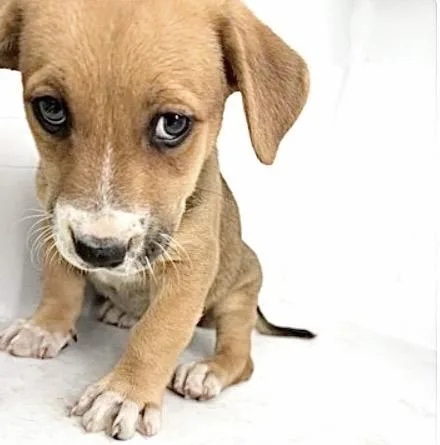 A baby small-sized female Beagle dog named A for adoption in Houston, TX