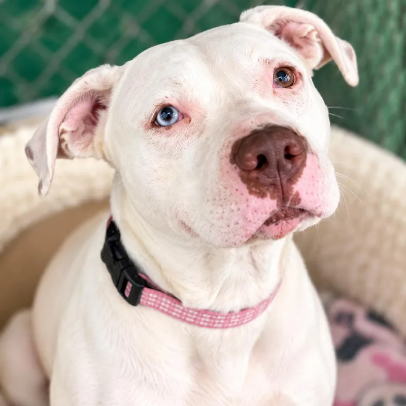 An adult medium-sized female White / Cream Pit Bull Terrier dog named Buffy for adoption in Griswold, CT