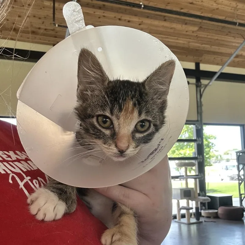 A baby small-sized female Brown / Chocolate Domestic Short Hair cat named Navy for adoption in Leander, TX