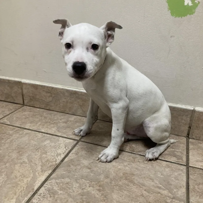 A baby small-sized female White / Cream Pit Bull Terrier dog named Ava for adoption in Birmingham, AL