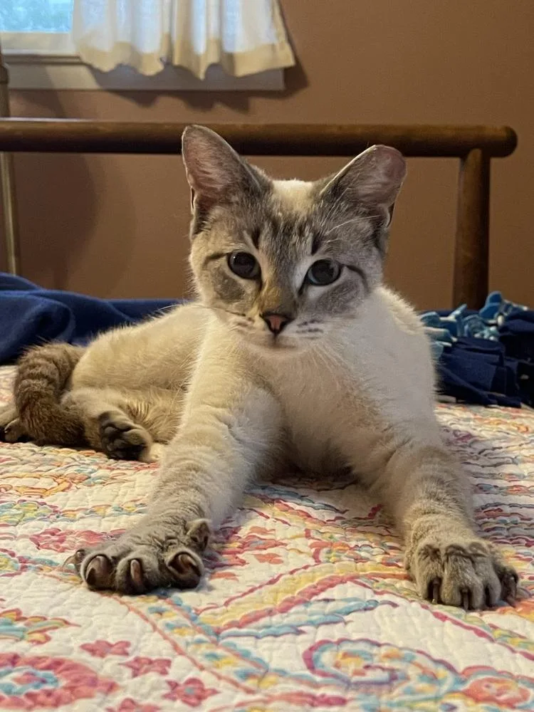 A young small-sized female Siamese cat named Dolly Purrton for adoption in Richardson, TX