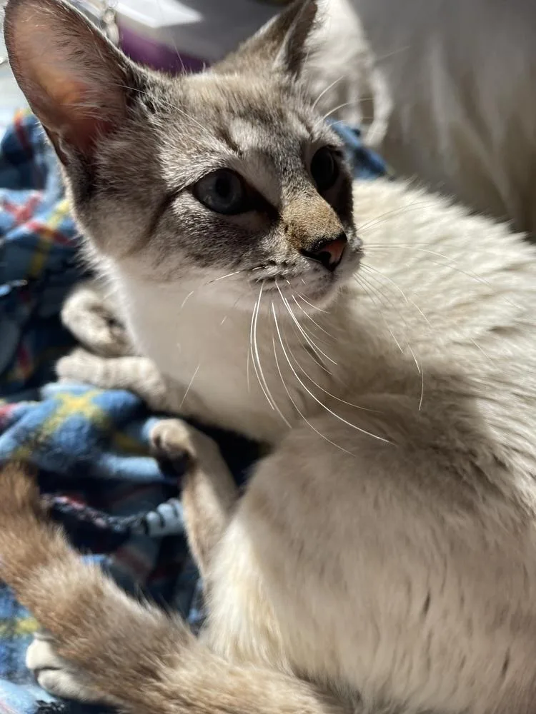 Dolly Purrton thumbnail 2