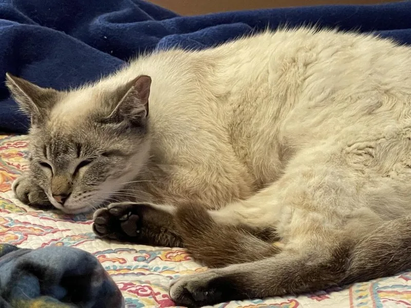 Dolly Purrton thumbnail 3