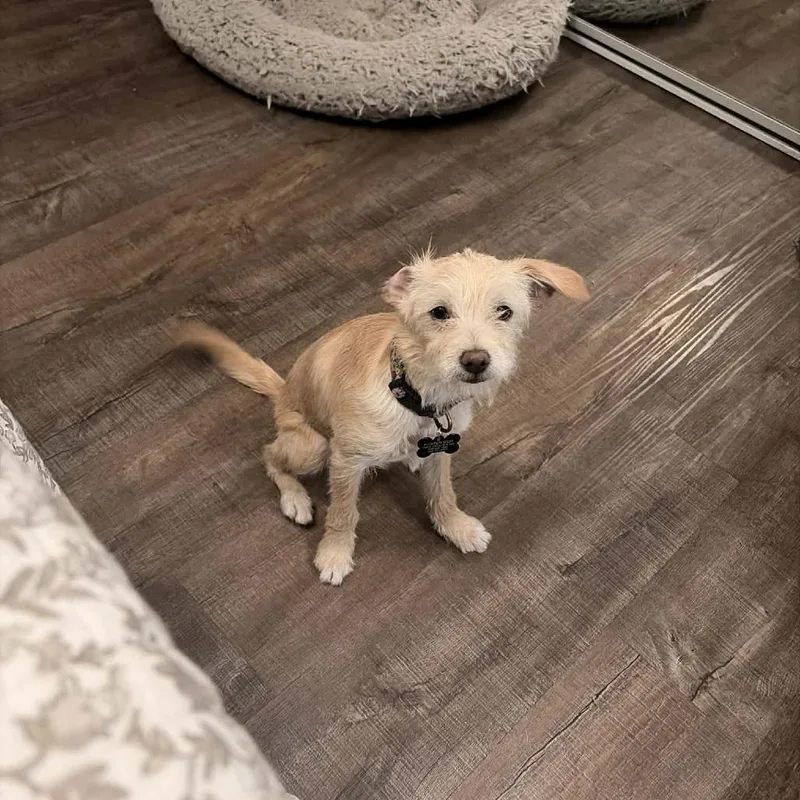 A young small-sized female Apricot / Beige Border Terrier dog named Frankie for adoption in Fresno, CA