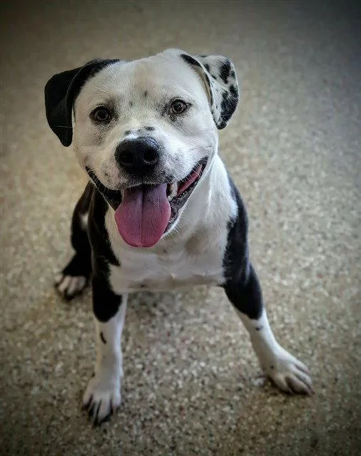 An adult large-sized male American Bulldog dog named Mahomes for adoption in Clyde, NC