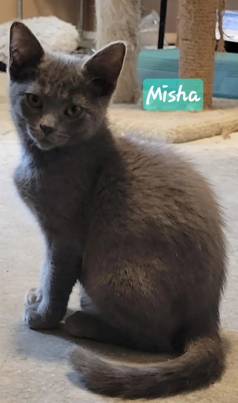 A baby small-sized female Gray / Blue / Silver Domestic Short Hair cat named Misha for adoption in Indianapolis, IN