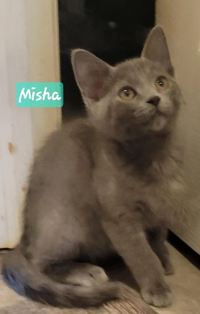 Misha thumbnail 2