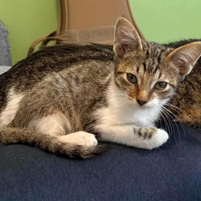 A baby medium-sized female Tabby (Brown / Chocolate) Tabby cat named Sleepy for adoption in San Juan Capistrano, CA