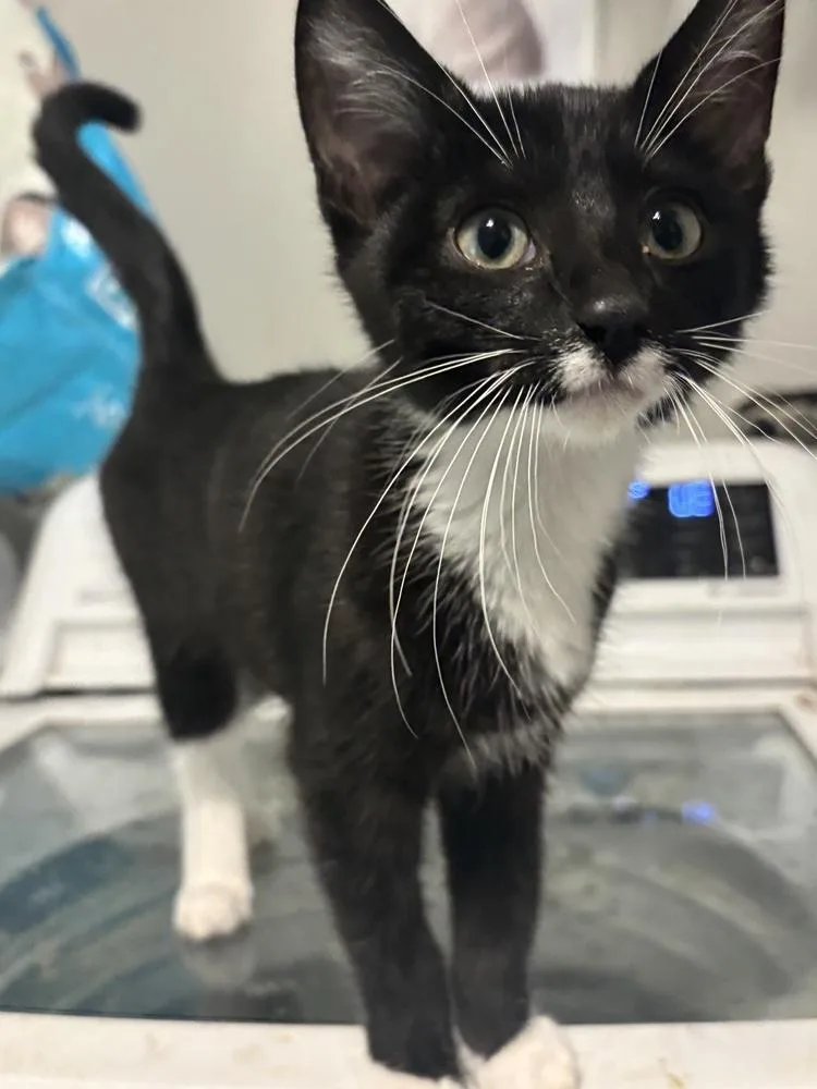 A baby small-sized female Black & White / Tuxedo Domestic Short Hair cat named Ebi for adoption in Palatine, IL