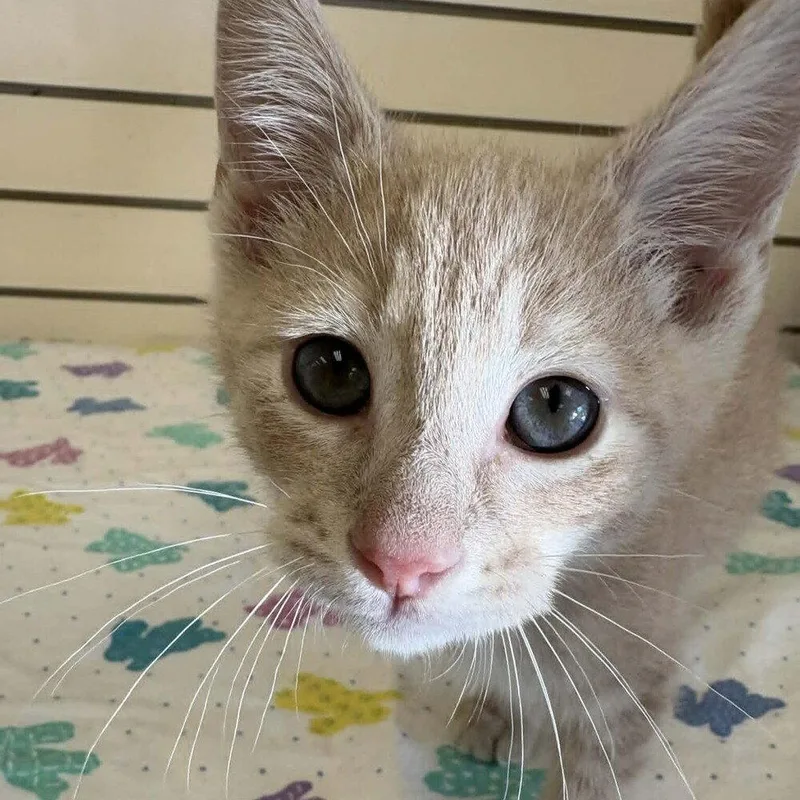A baby medium-sized male Domestic Short Hair cat named Powell for adoption in Candler, NC
