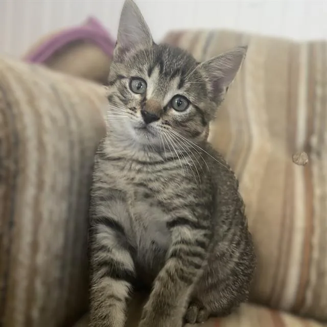 A baby small-sized female Domestic Short Hair cat named Donut for adoption in San Antonio, TX