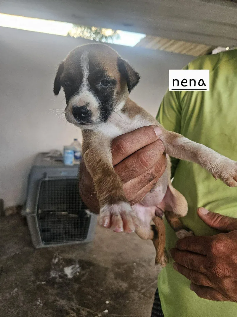 A baby medium-sized female Labrador Retriever dog named Lola for adoption in Virginia Beach, VA