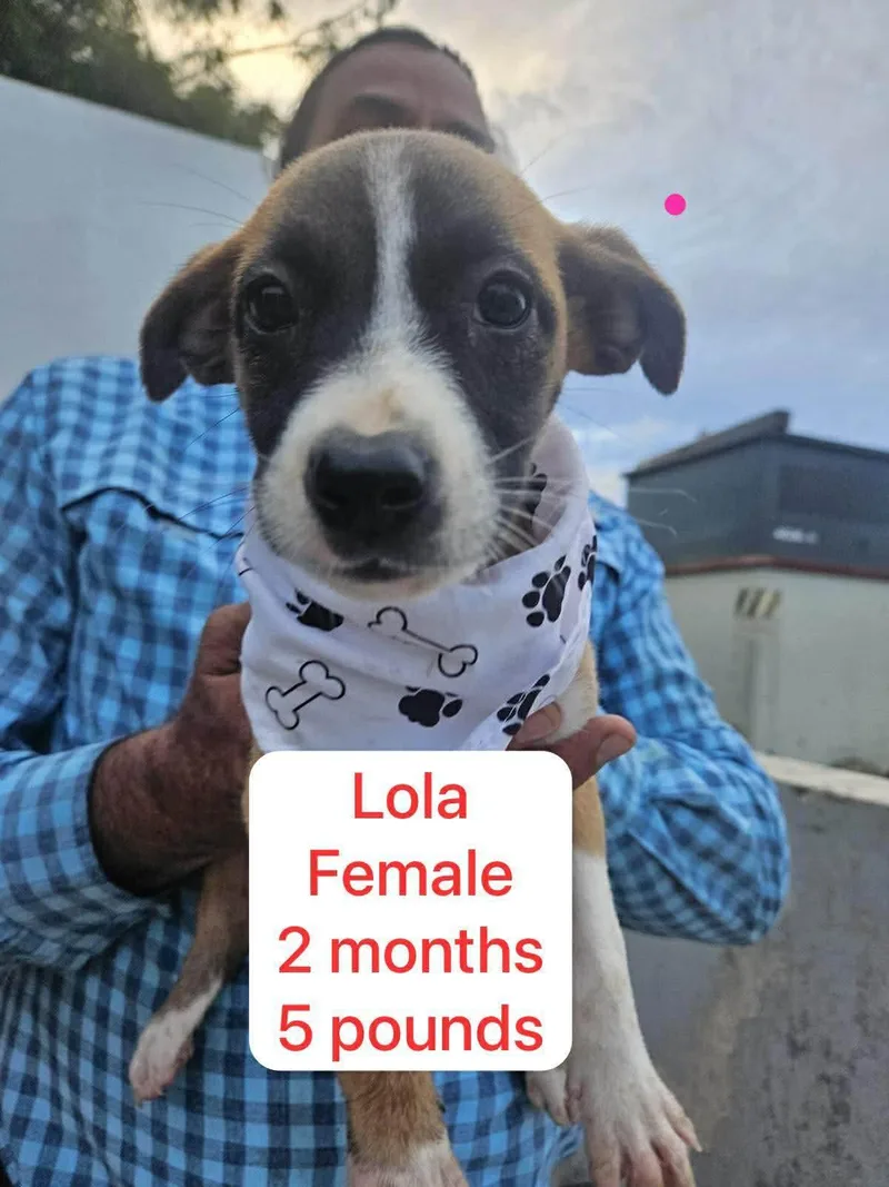Lola thumbnail 2