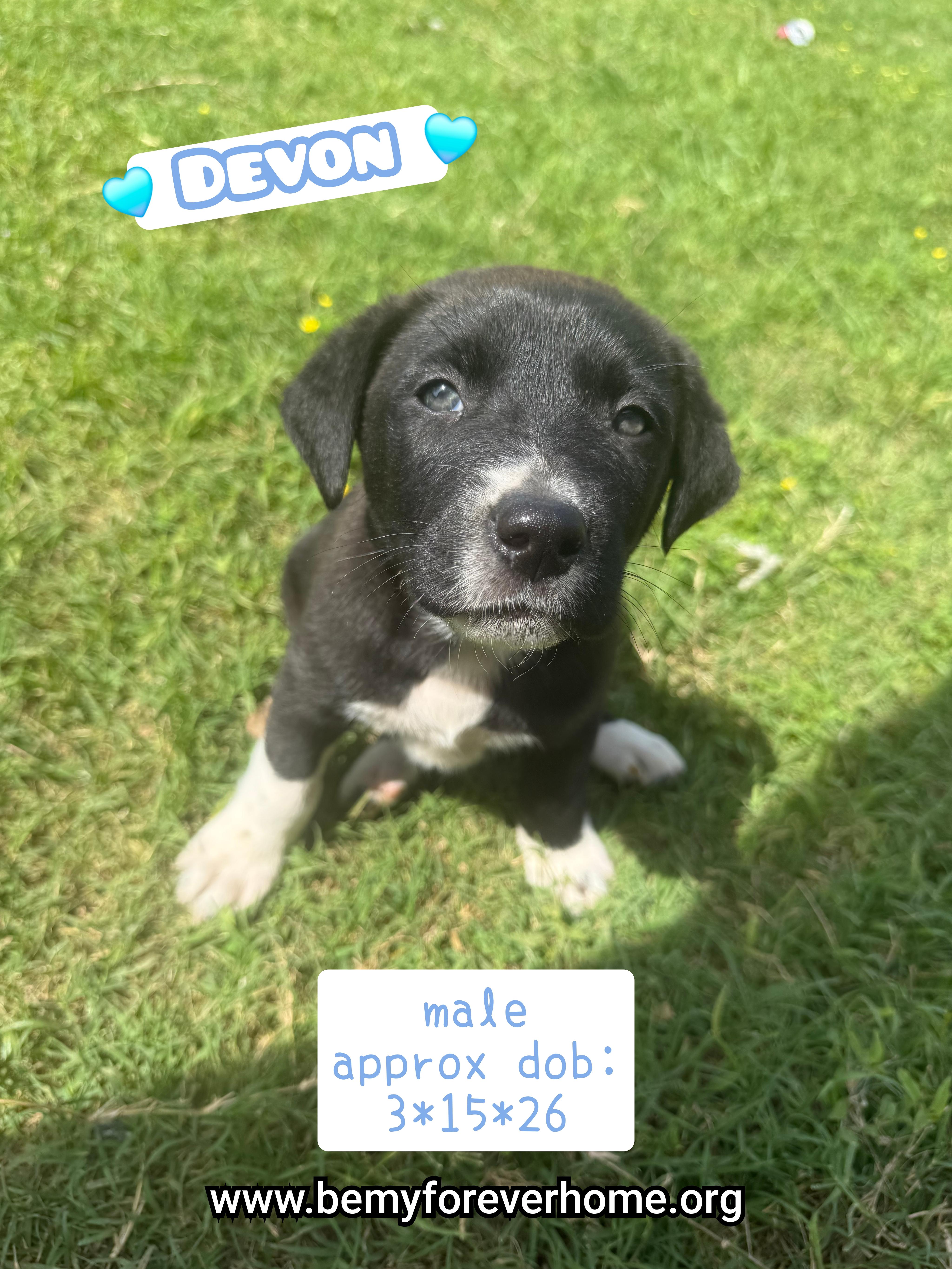 A baby medium-sized male Border Collie dog named Devon for adoption in Plano, TX
