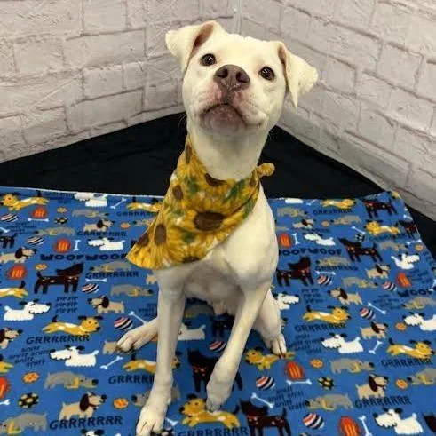 An adult medium-sized female White / Cream Mixed Breed dog named Cindy Crawford for adoption in Dearborn, MI