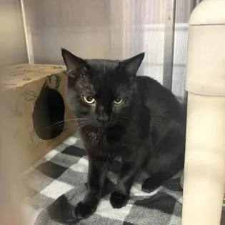 An adult medium-sized male Black Domestic Short Hair cat named Xavier for adoption in Ashtabula, OH