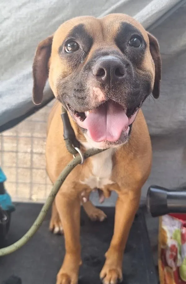 An adult large-sized female Mixed Breed dog named Popsicle for adoption in Staten Island, NY