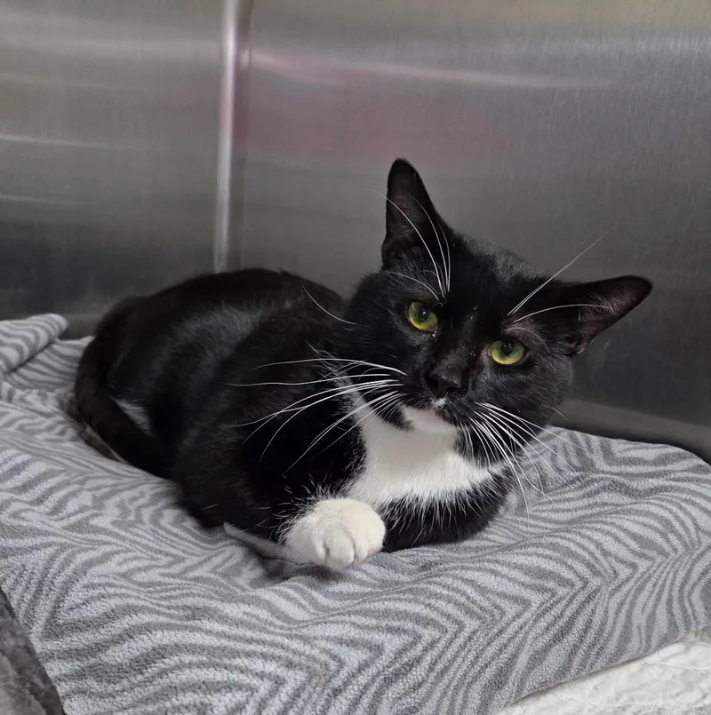An adult large-sized male Black & White / Tuxedo Domestic Short Hair cat named Chad for adoption in Carsonville, MI