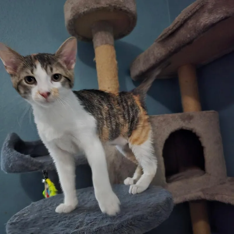 A baby small-sized female Orange / Red Domestic Short Hair cat named Dollhouse for adoption in Leander, TX