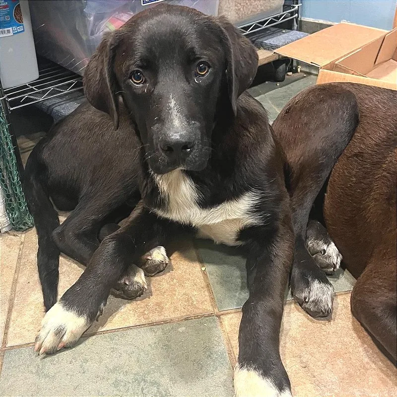 A young medium-sized male Black Mixed Breed dog named Papa John for adoption in Chattanooga, TN