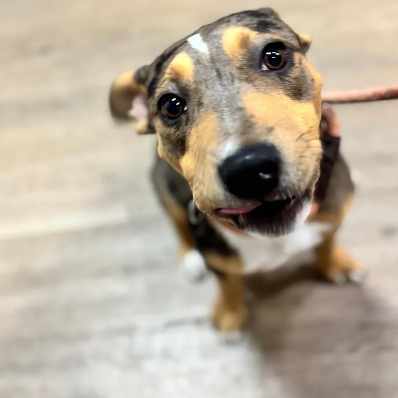 A baby medium-sized male Brown / Chocolate Mixed Breed dog named Marshmallow for adoption in Pensacola, FL