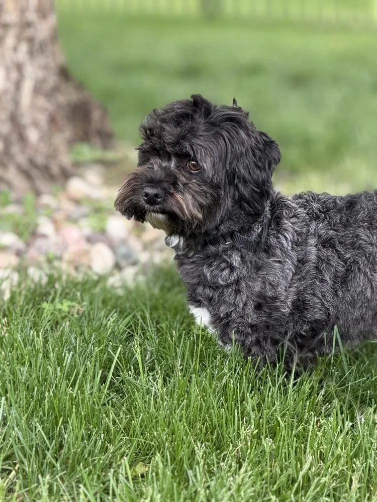 A young small-sized female Tricolor (Brown, Black, & White) Havanese dog named Gretal Nka Poppy for adoption in Ringwood, IL