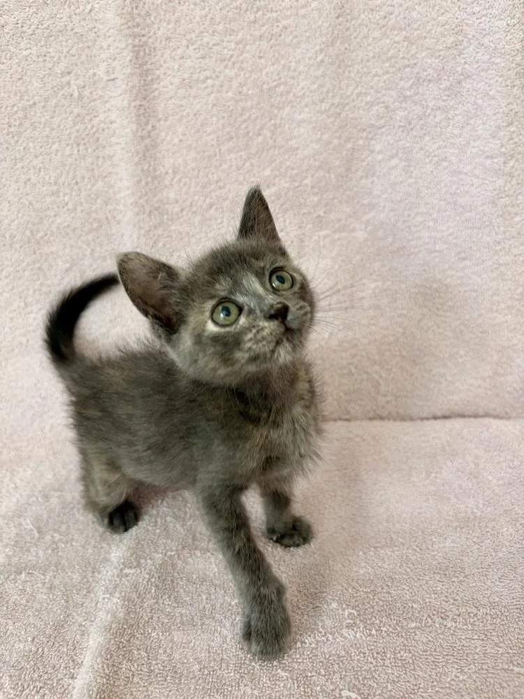 A baby small-sized female Domestic Short Hair cat named Ume. for adoption in Pacifica, CA